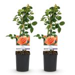 Beste geurende klimroos Green boutiQ - Klimroos - Rosa Orange Climber - Bloem Oranje - Weinig onderhoud - 2 planten - Pot 11cm Hoogte 40cm