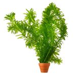 Beste zuurstofplanten vijver vdvelde․com - Waterpest Elodea densa, 5 zuurstofplanten vijver